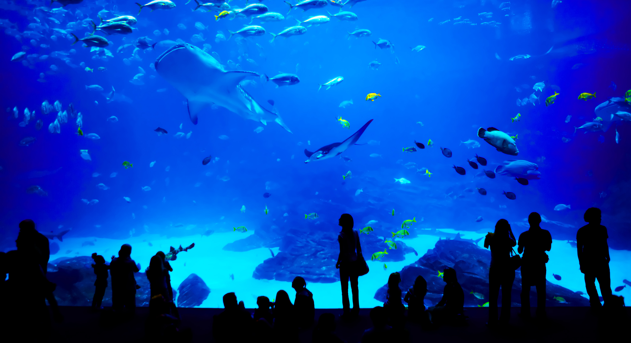 Bluegreen Vacations